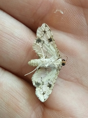 Omphisa anastomosalis