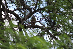 Agelaioides fringillarius