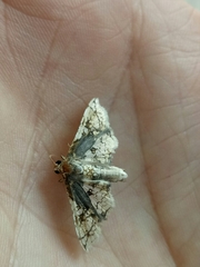 Omphisa anastomosalis