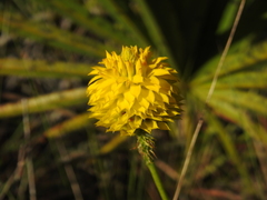 Polygala rugelii