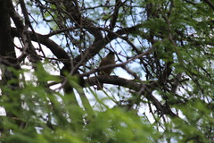 Agelaioides fringillarius