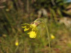 Pinguicula lutea