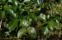 Glossocarya hemiderma