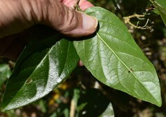 Glossocarya hemiderma
