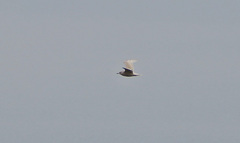 Larus glaucoides kumlieni