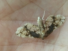 Omphisa anastomosalis