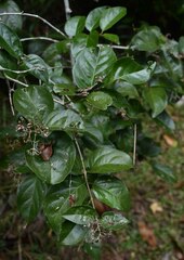 Glossocarya hemiderma