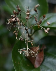 Glossocarya hemiderma