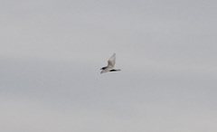 Larus glaucoides kumlieni