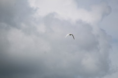 Ardea alba egretta
