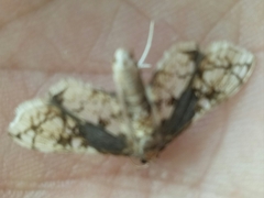 Omphisa anastomosalis