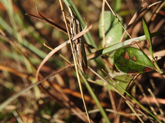 Crambus satrapellus