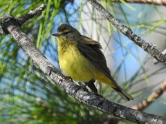 Setophaga palmarum hypochrysea