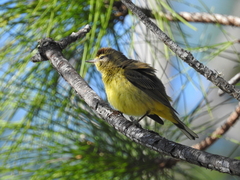Setophaga palmarum hypochrysea