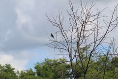 Chrysomus ruficapillus frontalis
