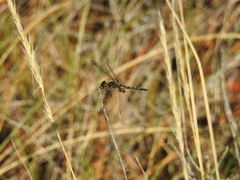 Celithemis ornata