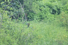 Chrysomus ruficapillus frontalis