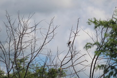 Chrysomus ruficapillus frontalis