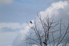 Chrysomus ruficapillus frontalis