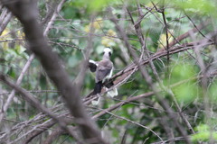 Cyanocorax cyanopogon