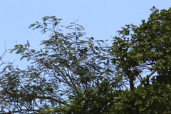 Eupsittula cactorum caixana