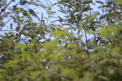 Eupsittula cactorum caixana