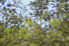 Eupsittula cactorum caixana