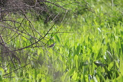 Fluvicola albiventer