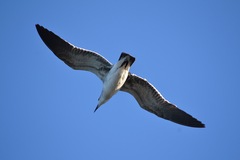 Leucophaeus atricilla