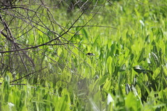 Fluvicola albiventer