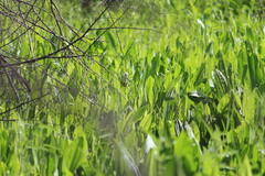 Fluvicola albiventer