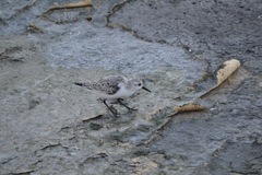 Calidris alba