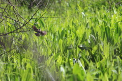 Fluvicola albiventer