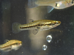 Heterandria formosa
