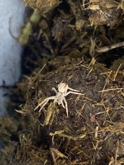 Philodromus dispar