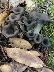 Craterellus calicornucopioides