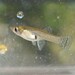 Eastern Mosquitofish - Photo (c) JeffreyGammon, some rights reserved (CC BY-NC), uploaded by JeffreyGammon