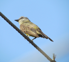 Tyrannus melancholicus