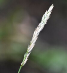 Leymus innovatus