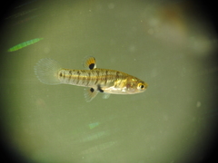 Heterandria formosa