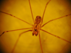 Crossopriza lyoni