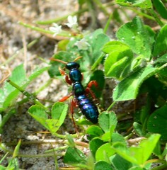 Diamma bicolor