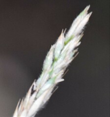 Leymus innovatus