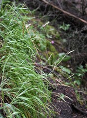 Leymus innovatus