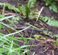 Leymus innovatus