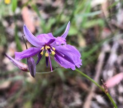 Arthropodium strictum