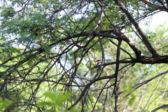 Pitangus sulphuratus maximiliani