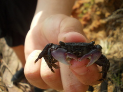 Metopograpsus thukuhar