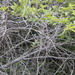 Taraba major stagurus - Photo (c) Víctor de Paiva, some rights reserved (CC BY-NC-ND), uploaded by Víctor de Paiva
