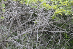 Taraba major stagurus